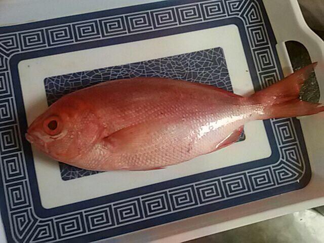Ada yang tau ini ikan apa?