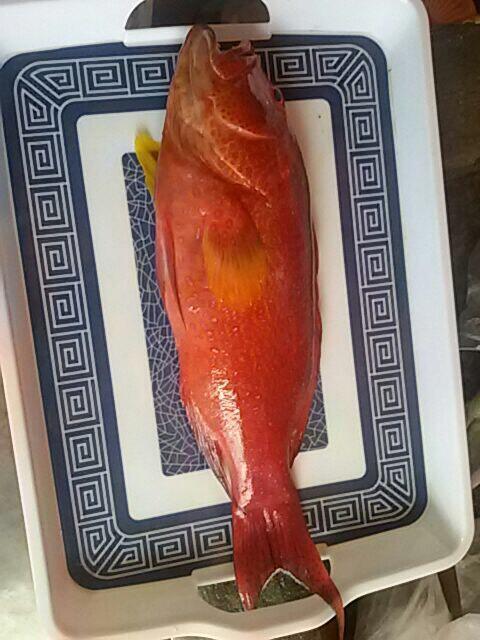 Ada yang tau ini ikan apa?