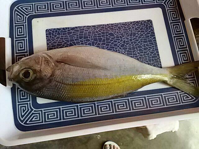 Ada yang tau ini ikan apa?