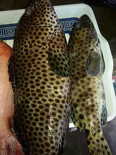 Ada yang tau ini ikan apa?