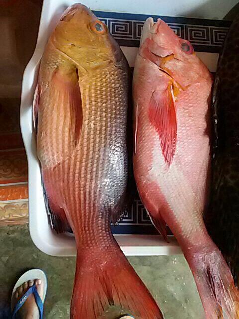 Ada yang tau ini ikan apa?