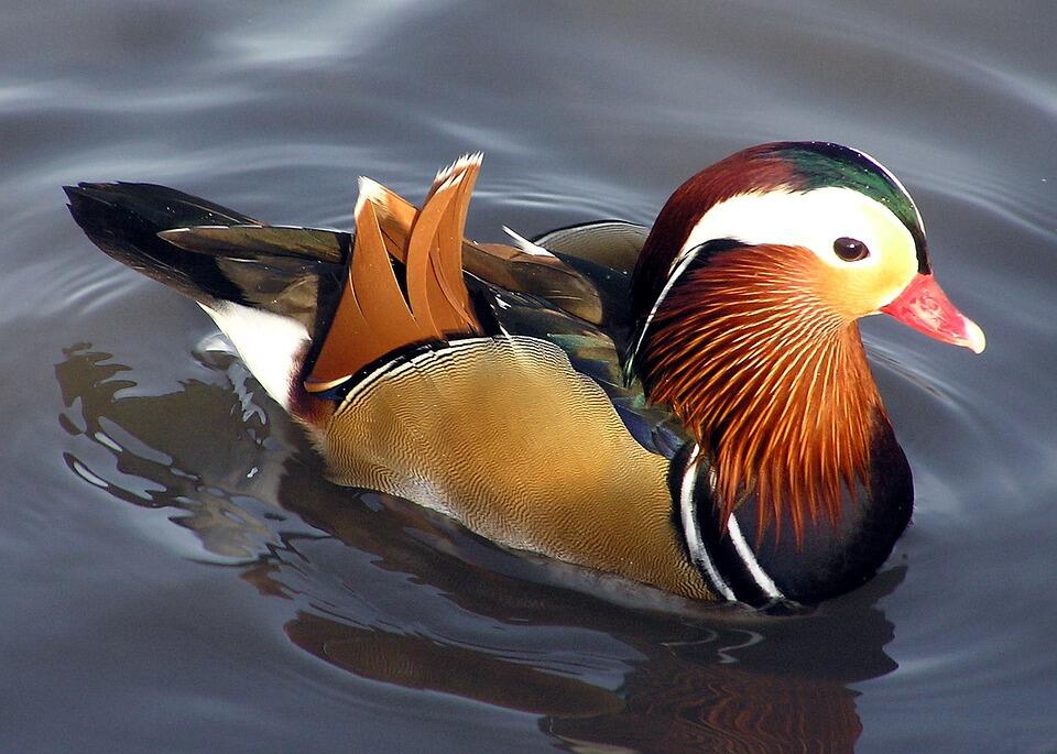 Bebek Dengan Warna yang Indah dari China