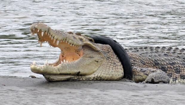 Buaya Ini Terjerat Ban Selama 100 Hari
