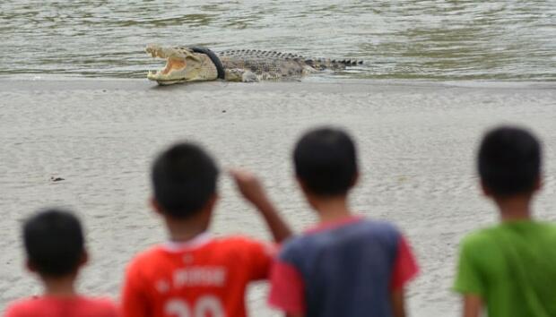 Buaya Ini Terjerat Ban Selama 100 Hari
