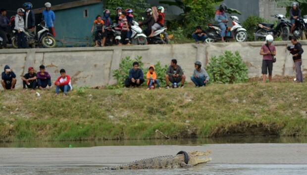 Buaya Ini Terjerat Ban Selama 100 Hari