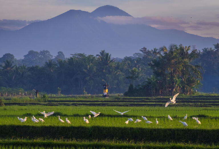 Kenapa Orang Asing Masih Favoritkan Bali sebagai Tempat Liburan?