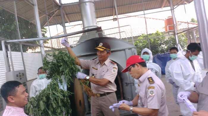 Bakteri Mengerikan Asal Tiongkok Rusak Berbagai Tanaman Indonesia