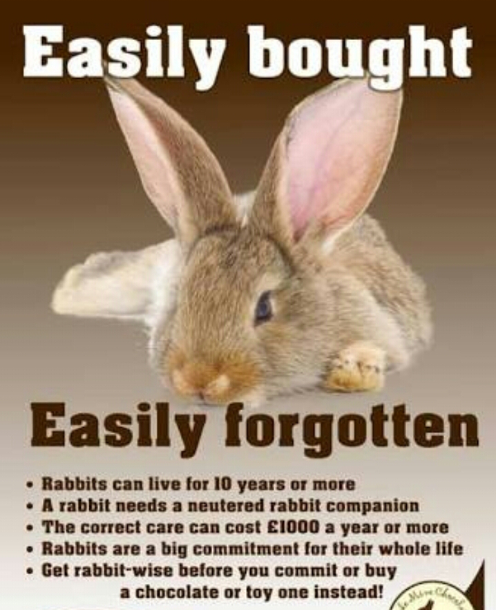 Teks Laporan Hasil Observasi Tentang Kelinci Berbagai