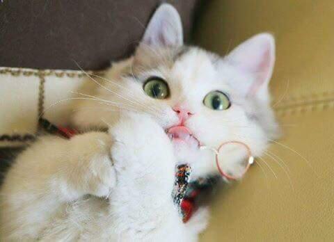 Mini Liar Game : Death sentence