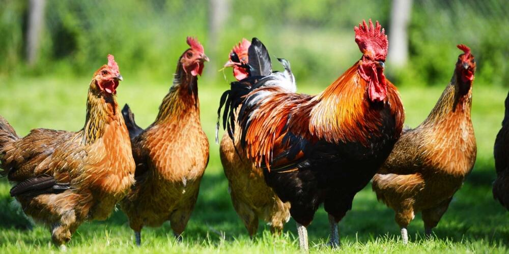 Ayam-ayam Eksotis Indonesia Ini Harganya Selangit