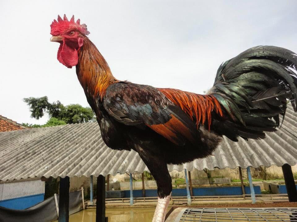 Ayam-ayam Eksotis Indonesia Ini Harganya Selangit