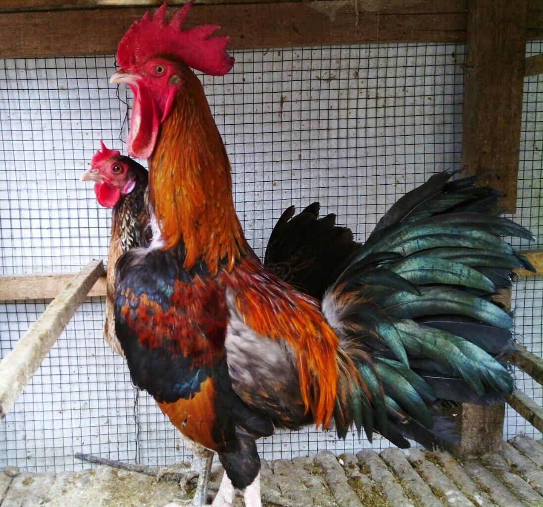 Ayam-ayam Eksotis Indonesia Ini Harganya Selangit