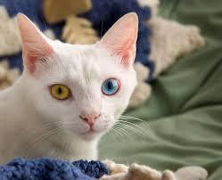 Heterochromia Iridum, Saat Dua Bola Mata Memiliki Warna yang Berbeda.