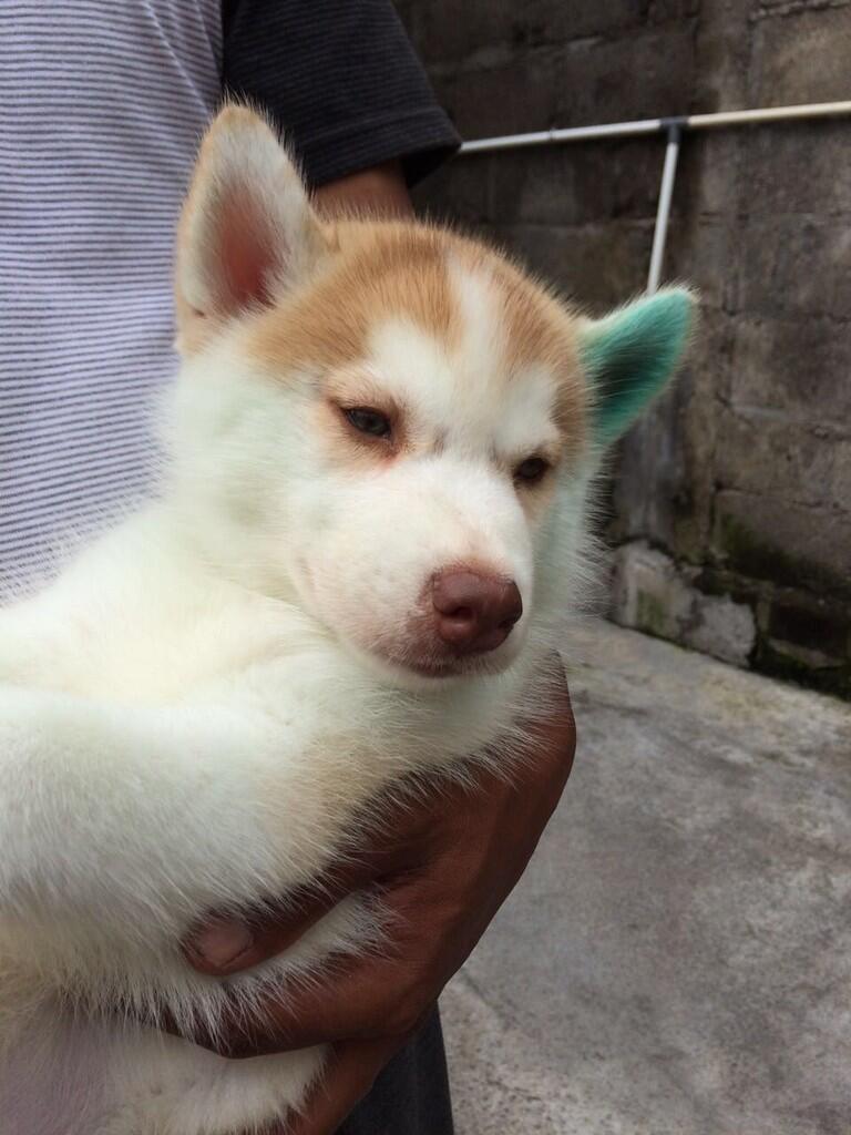 Anjing hilang balikpapan siberian husky kehilangan