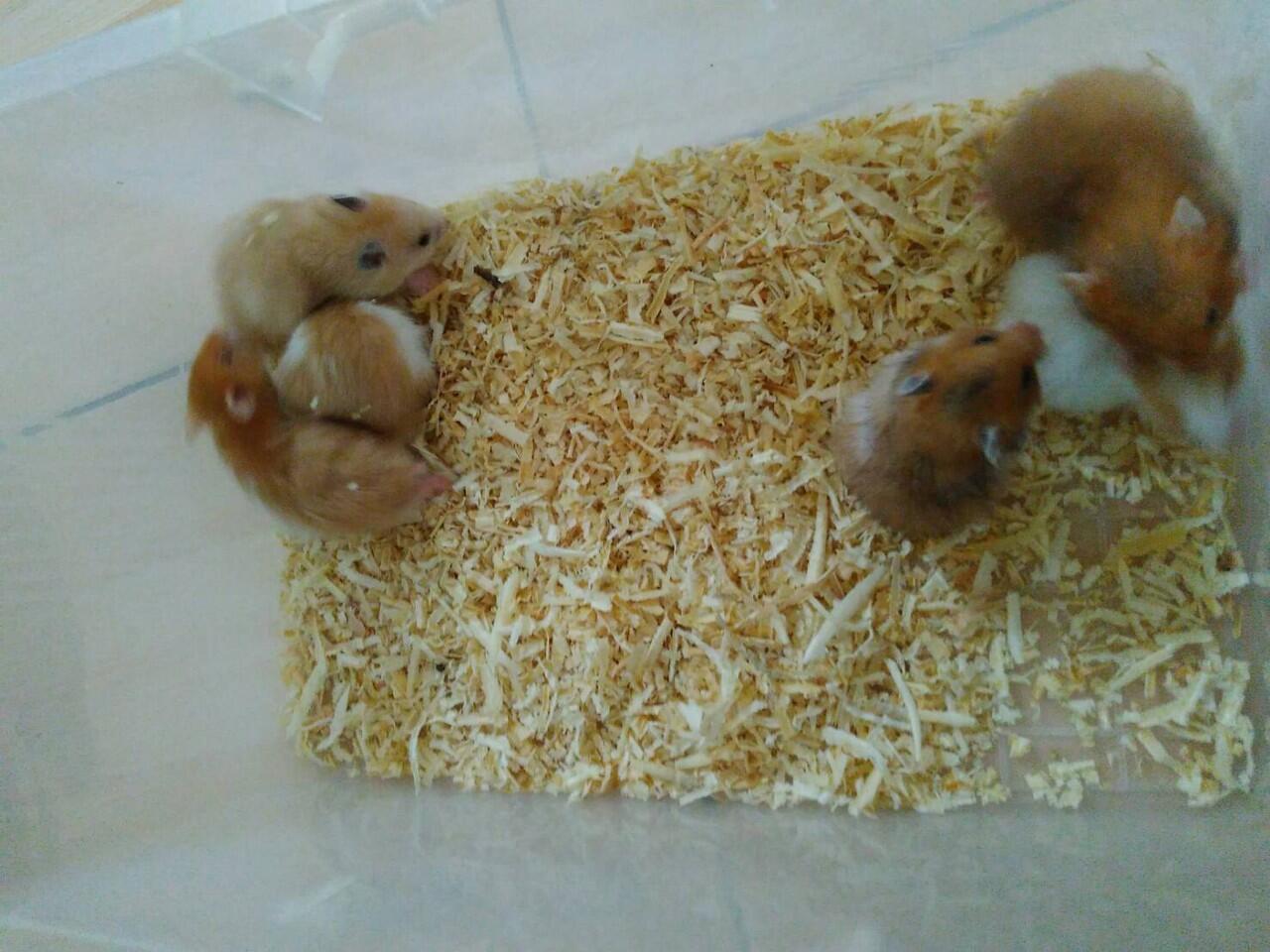 Terjual [Rumah Hamster Bekasi] Hamster Campbell, Syrian 