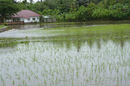 Ratusan Hektar Padi Terkena Banjir, Petani Disarankan Ikut Asuransi Pertanian