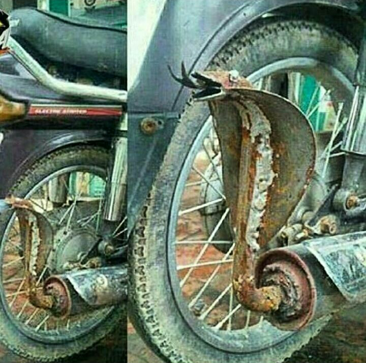 knalpot rasa kobra