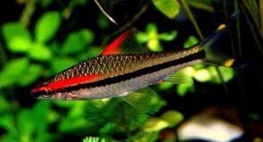Danison Barb | Ikan hias air tawar kecil yang mahal dan elegan