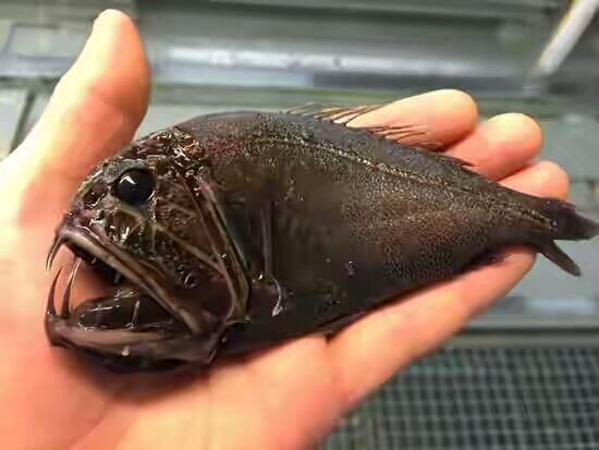 Mancing Ikan Di Laut Terdalam, Nelayan Ini Temukan Spesies Aneh Seperti Ini
