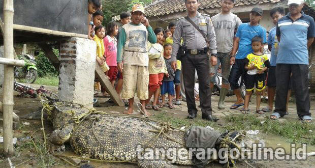 Buaya 2 Ton Sepanjang 4 M Hebohkan Warga Jayanti