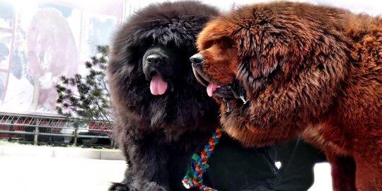 gak punya singa, anjing didandani mirip singa di cina , pengunjung ke tuti (news)