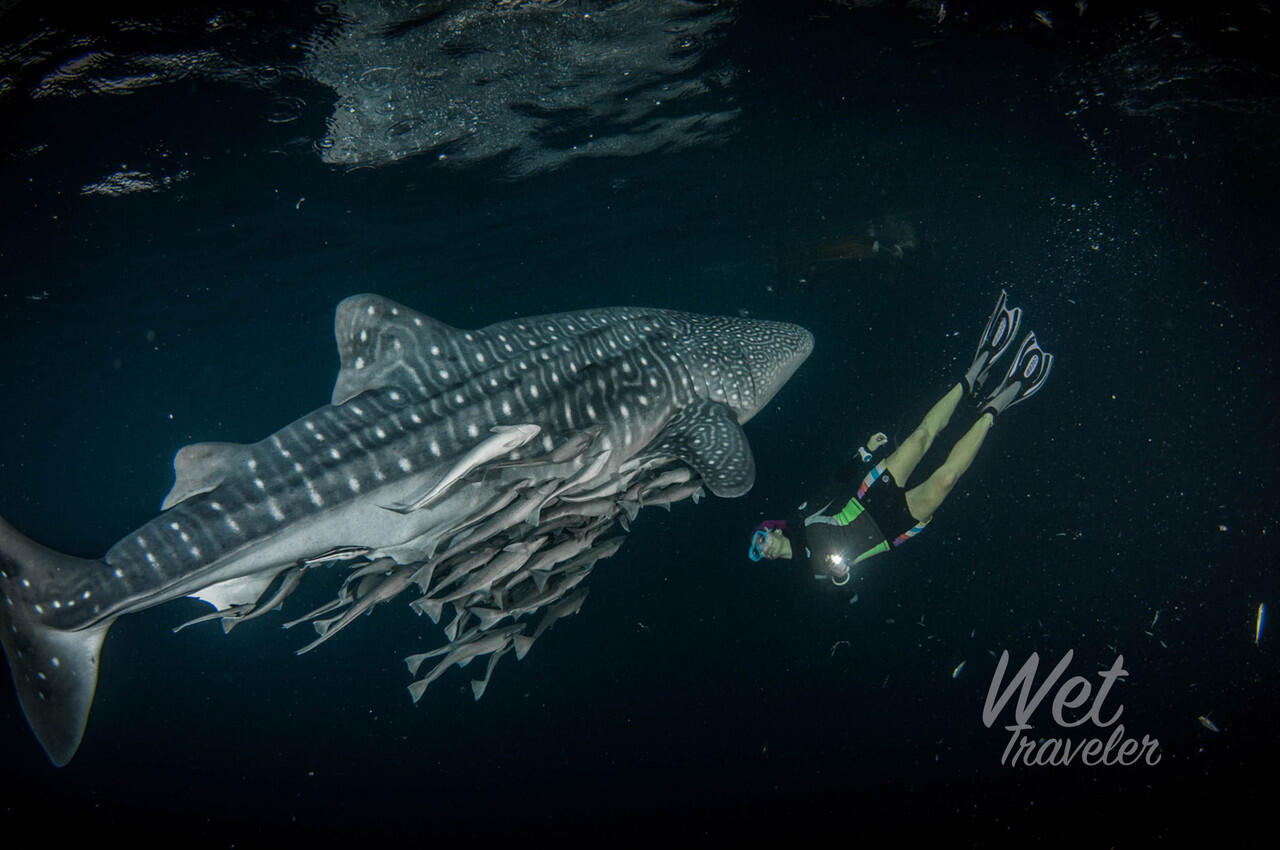 Dive with the Whaleshark