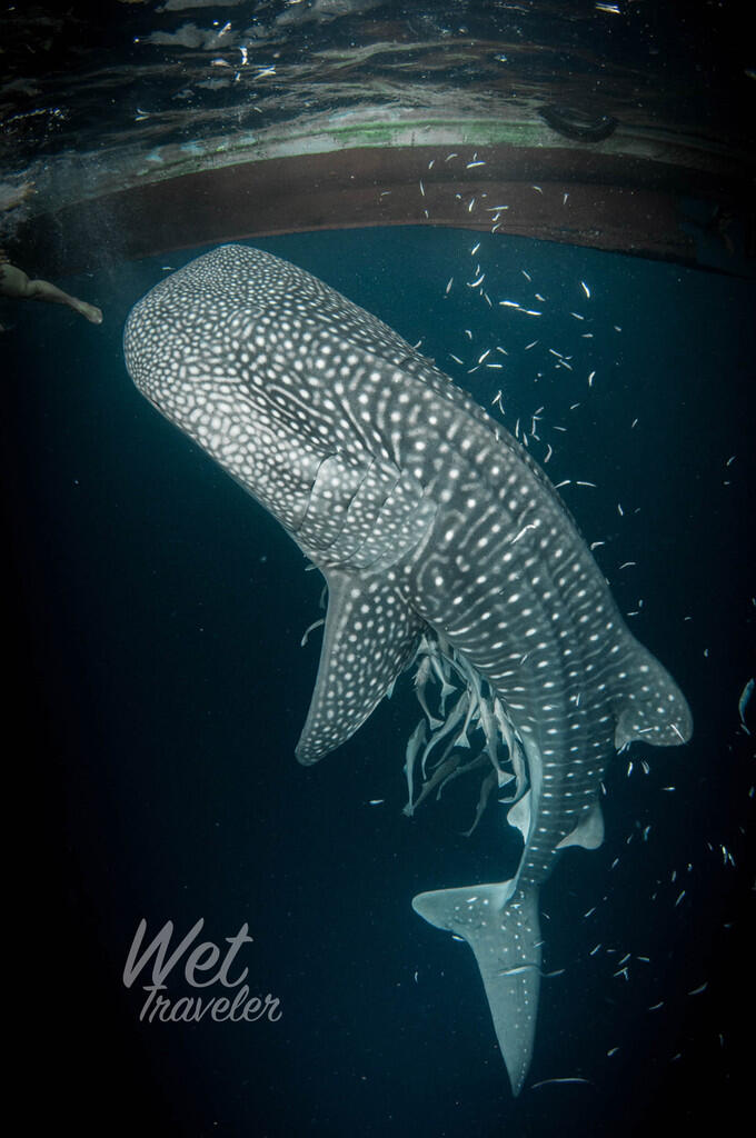 Dive with the Whaleshark