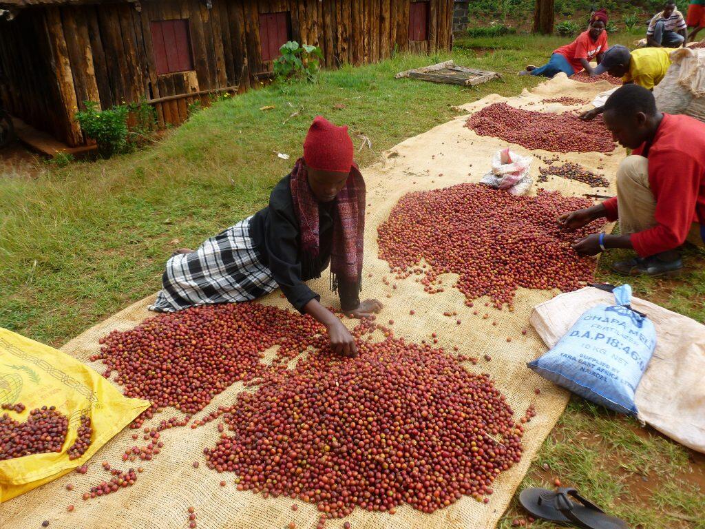 10 Proses Perjalanan Biji Kopi Dari Benih Hingga Ke Secangkir Kopi