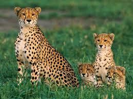Cheetah Berada di Ambang Kepunahan