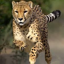 Cheetah Berada di Ambang Kepunahan