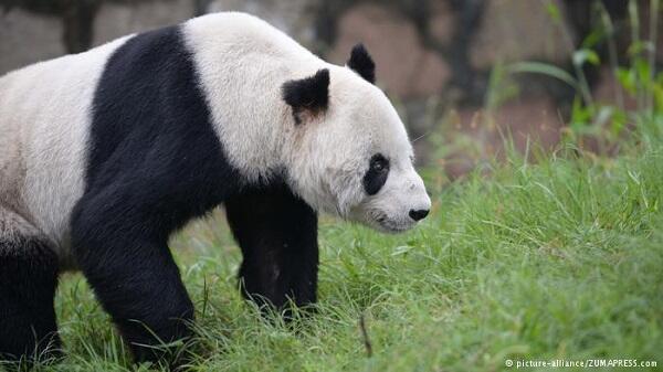 Panda Jantan Tertua Di Dunia Meninggal di Usia 31 Tahun