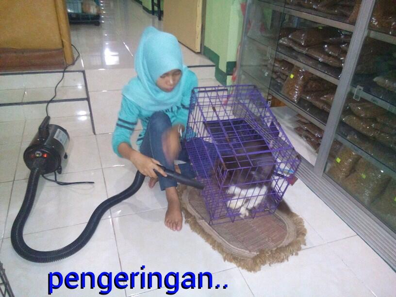 PET SHOP &quot; FELIX &quot; belakang pasar Baledono Purworejo JAWA - TENGAH.