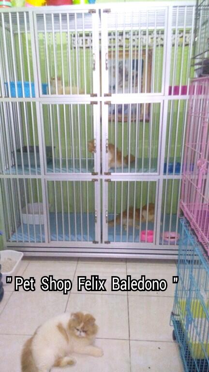 PET SHOP &quot; FELIX &quot; belakang pasar Baledono Purworejo JAWA - TENGAH.