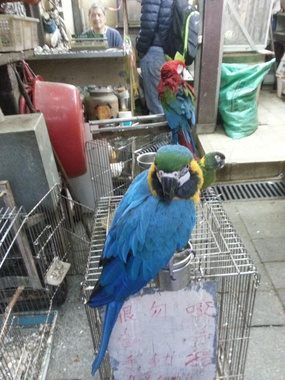 pasar burung di hong kong,在香港的鳥街介紹 ,di post ada foto