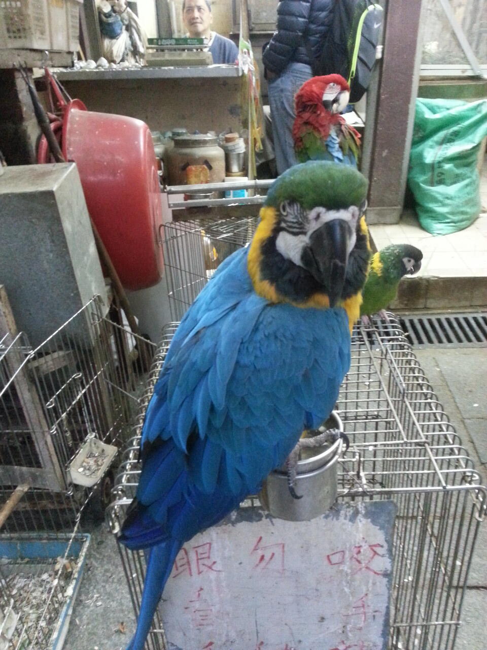 pasar burung di hong kong,在香港的鳥街介紹 ,di post ada foto