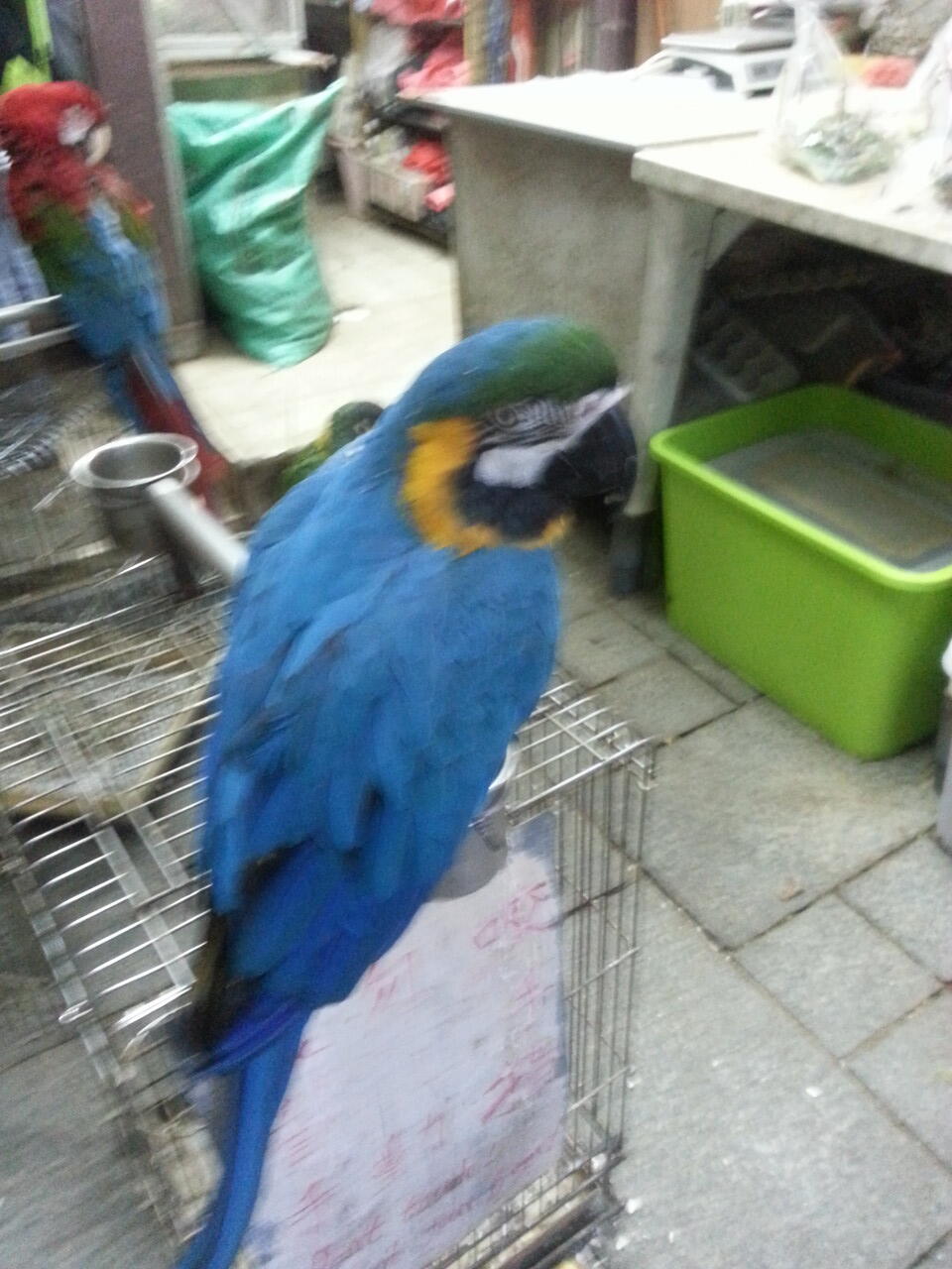 pasar burung di hong kong,在香港的鳥街介紹 ,di post ada foto