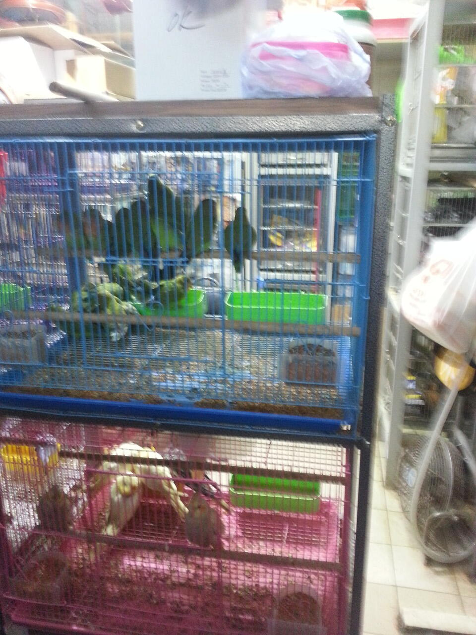 pasar burung di hong kong,在香港的鳥街介紹 ,di post ada foto
