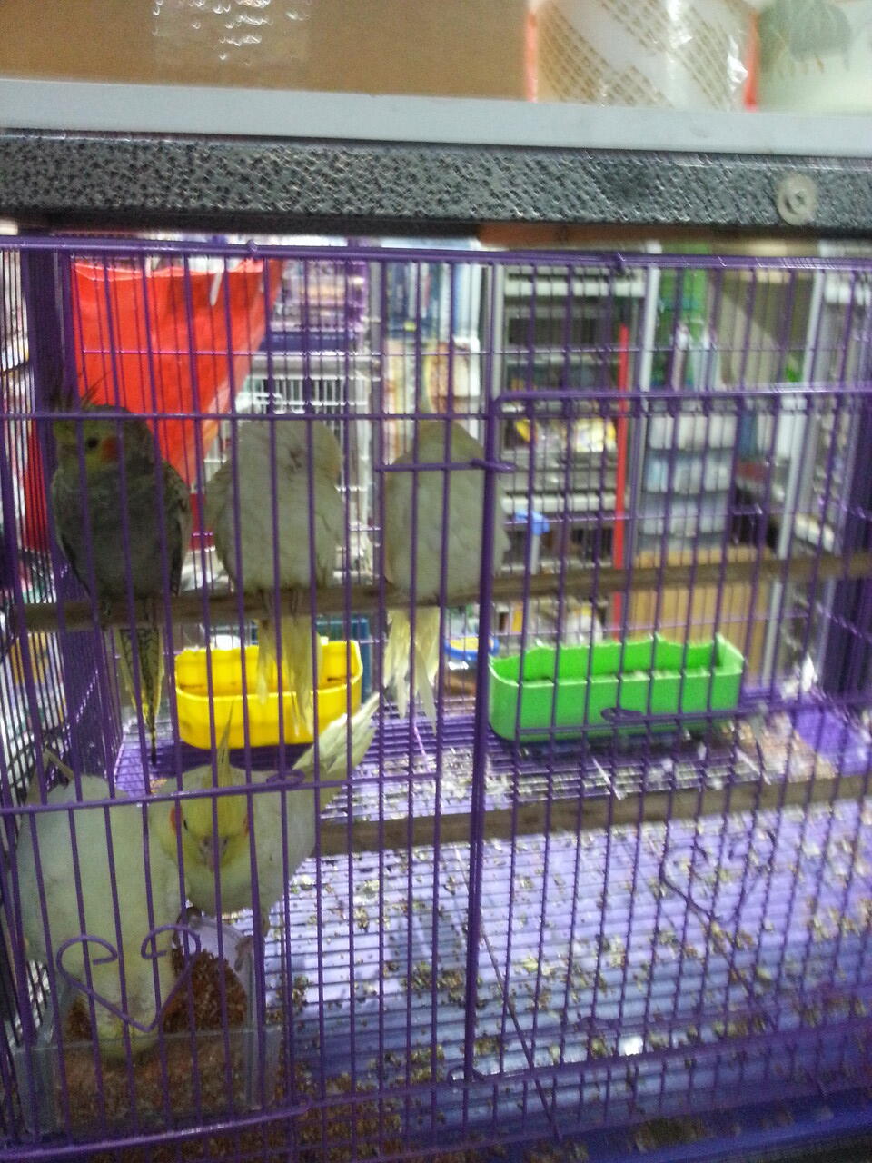 pasar burung di hong kong,在香港的鳥街介紹 ,di post ada foto