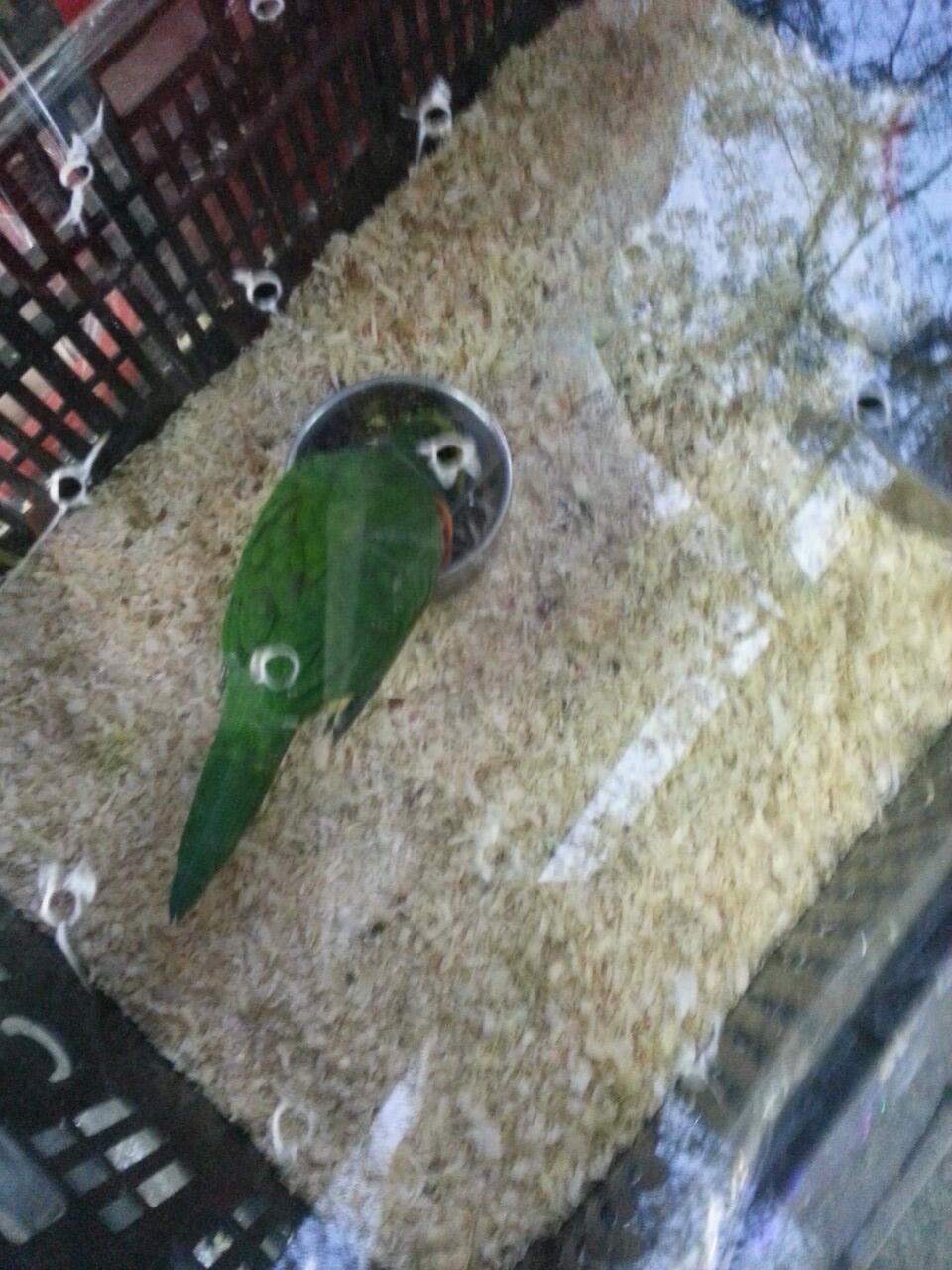 pasar burung di hong kong,在香港的鳥街介紹 ,di post ada foto