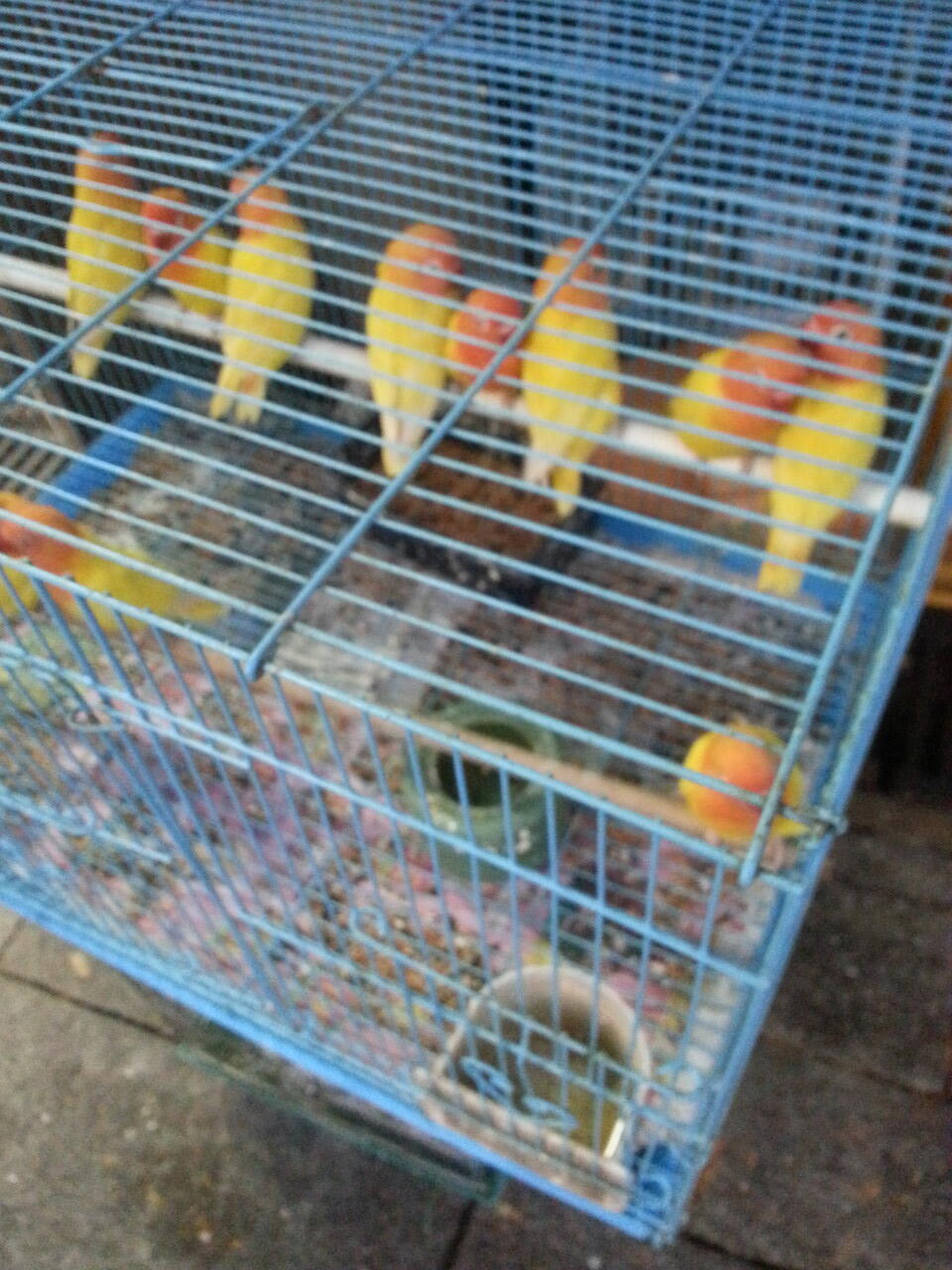 pasar burung di hong kong,在香港的鳥街介紹 ,di post ada foto