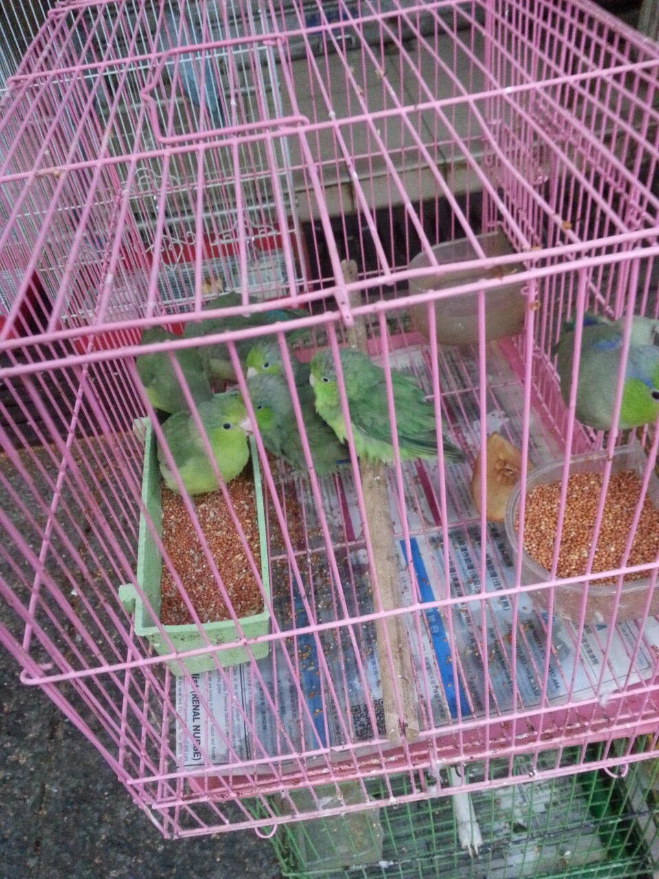 pasar burung di hong kong,在香港的鳥街介紹 ,di post ada foto