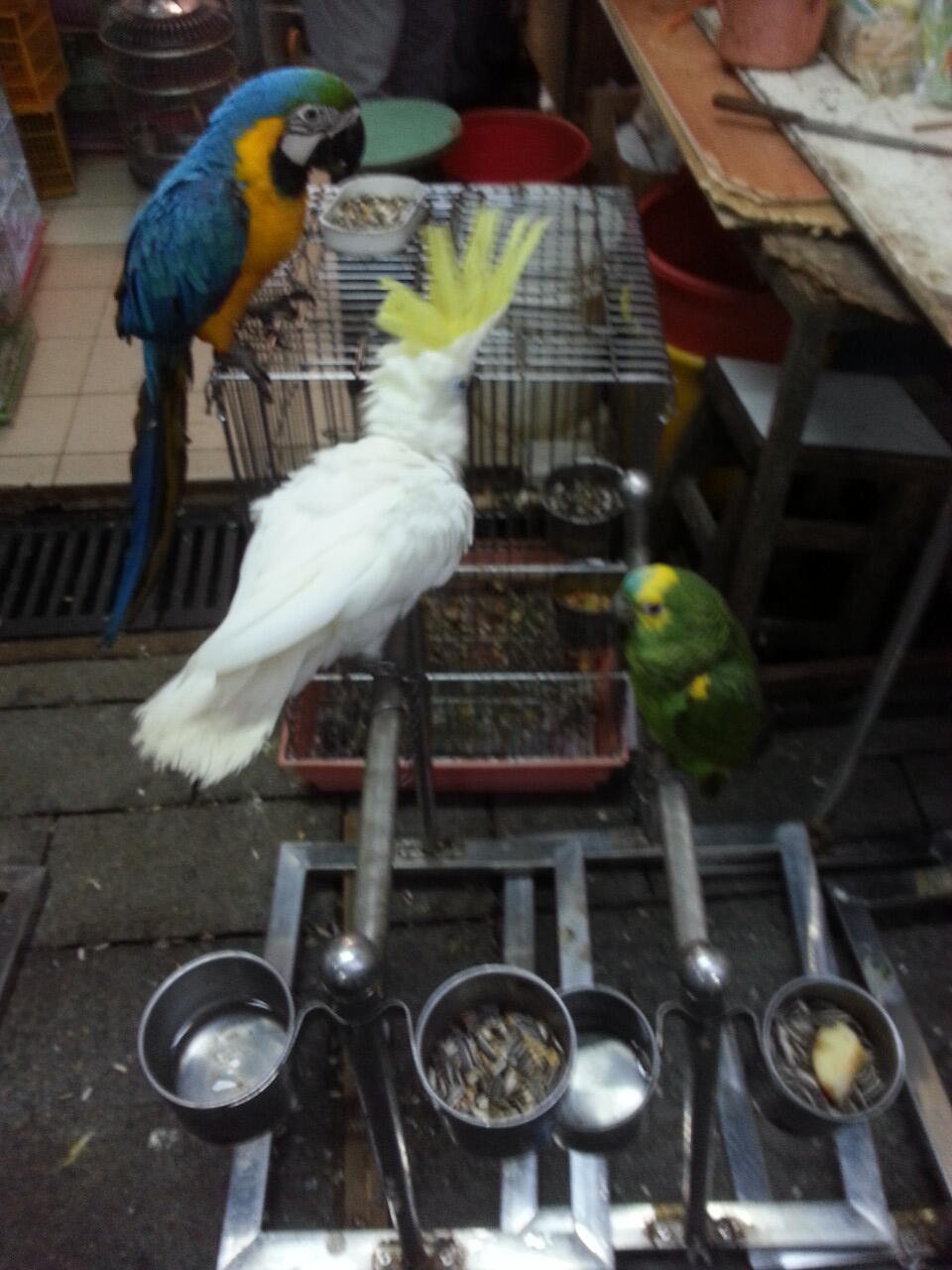 pasar burung di hong kong,在香港的鳥街介紹 ,di post ada foto