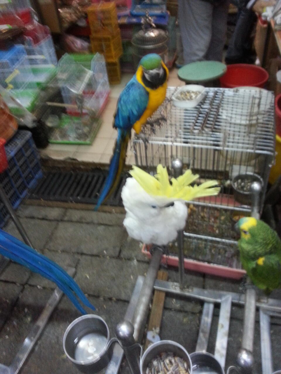 pasar burung di hong kong,在香港的鳥街介紹 ,di post ada foto