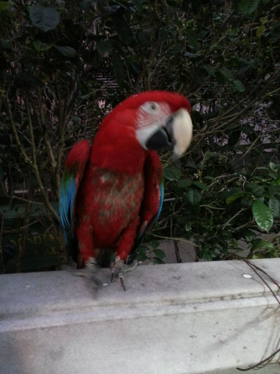 pasar burung di hong kong,在香港的鳥街介紹 ,di post ada foto