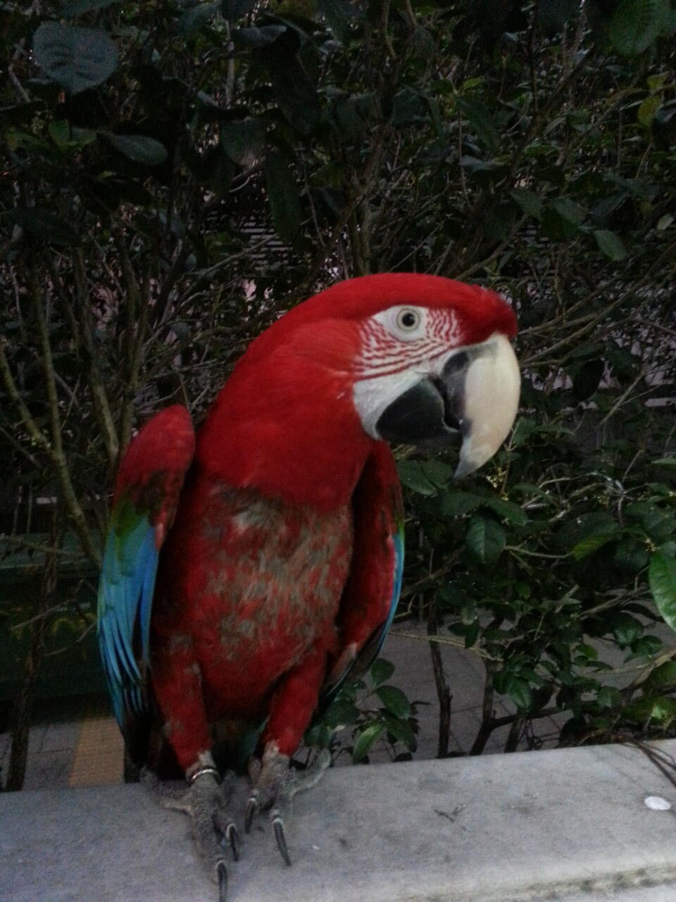 pasar burung di hong kong,在香港的鳥街介紹 ,di post ada foto