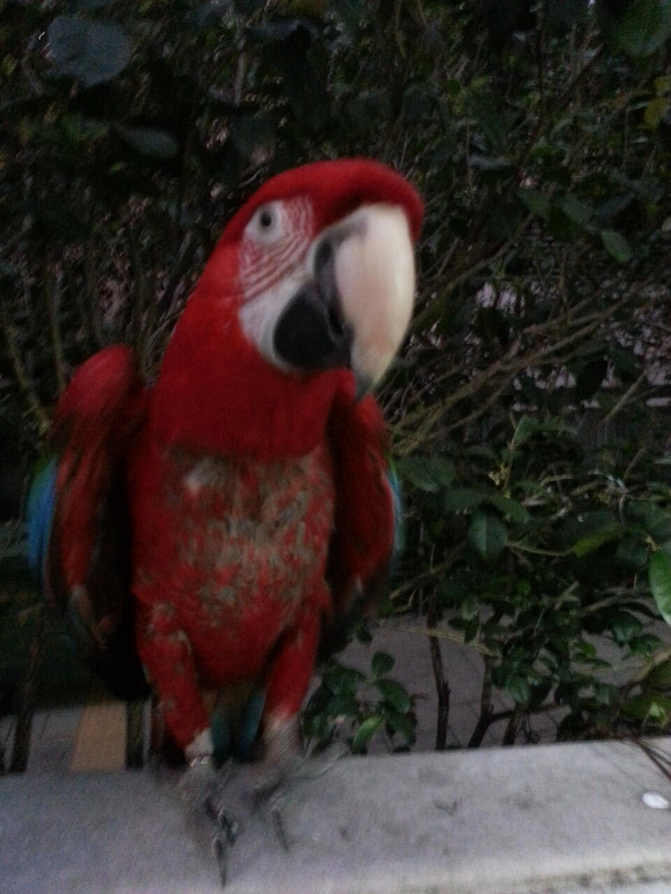 pasar burung di hong kong,在香港的鳥街介紹 ,di post ada foto