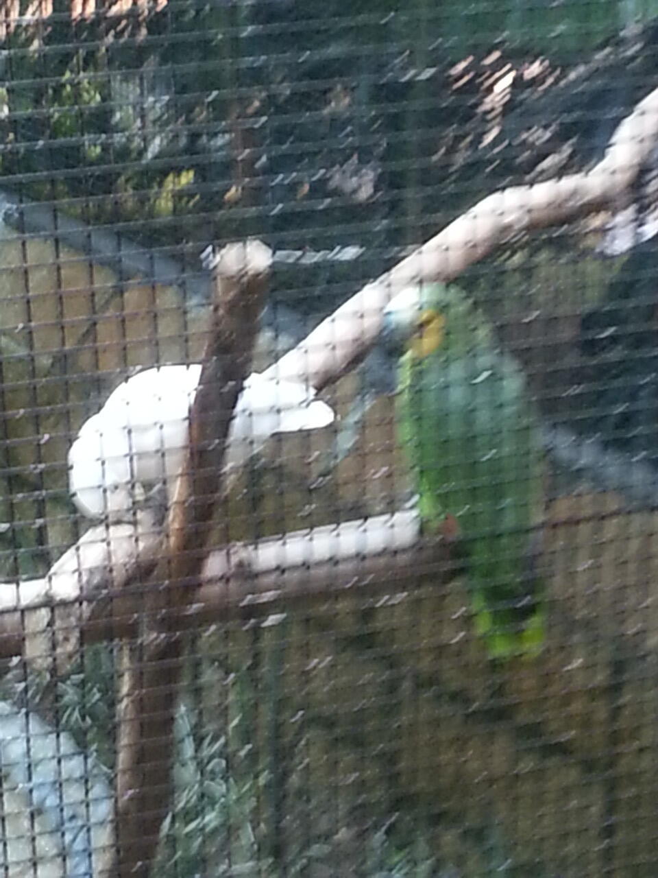 pasar burung di hong kong,在香港的鳥街介紹 ,di post ada foto