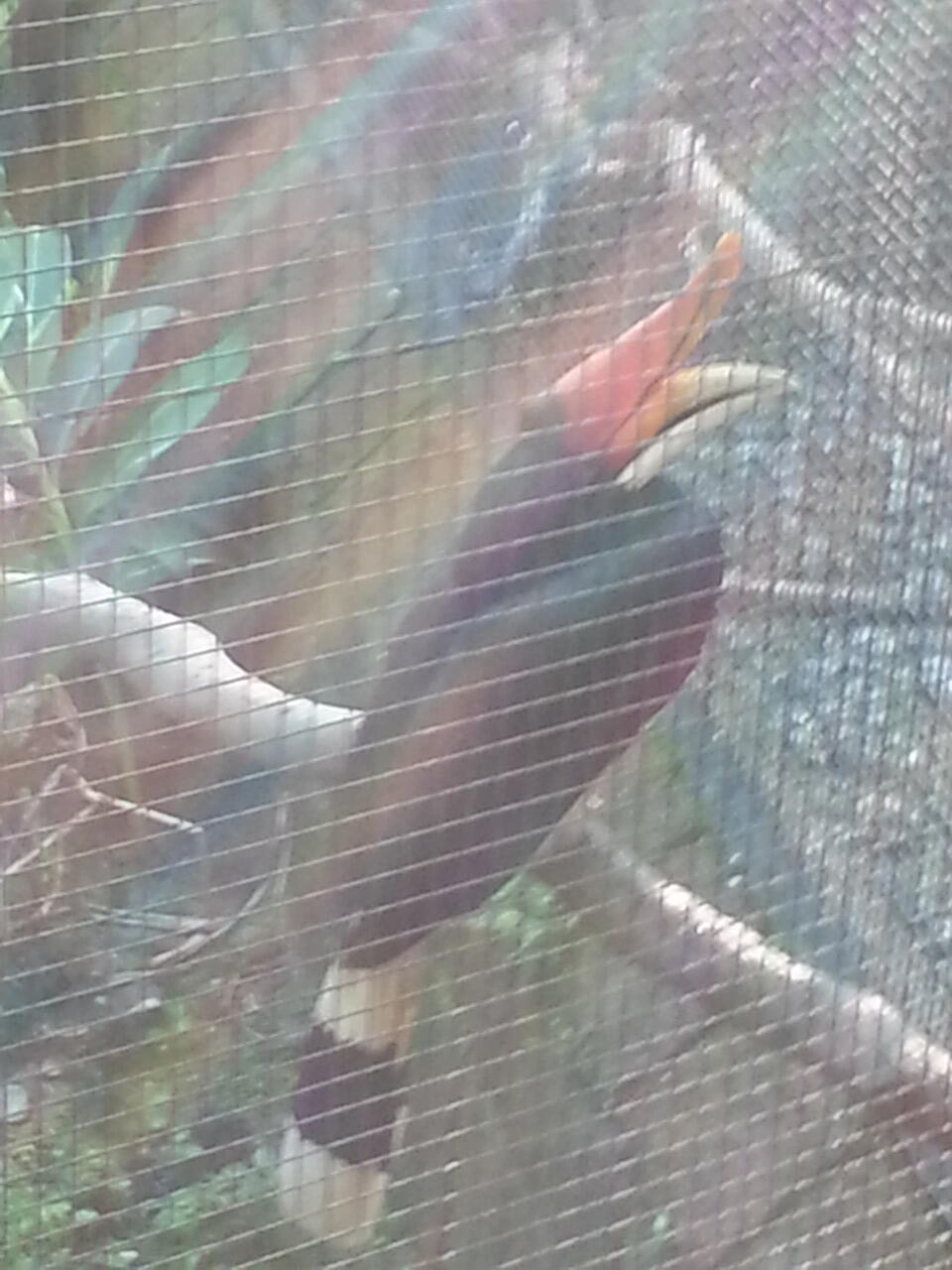 pasar burung di hong kong,在香港的鳥街介紹 ,di post ada foto