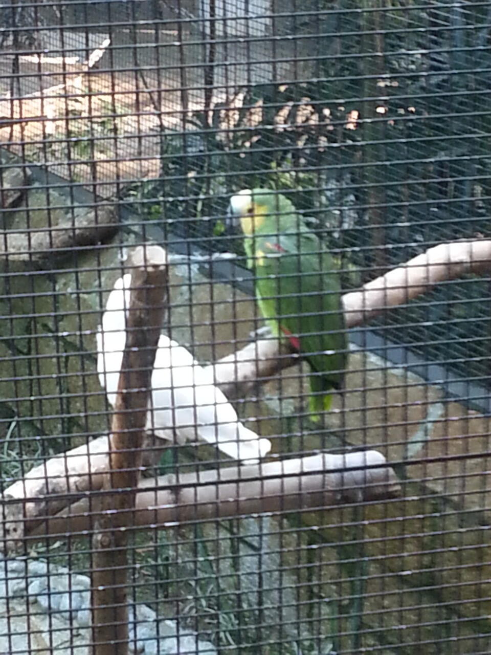 pasar burung di hong kong,在香港的鳥街介紹 ,di post ada foto