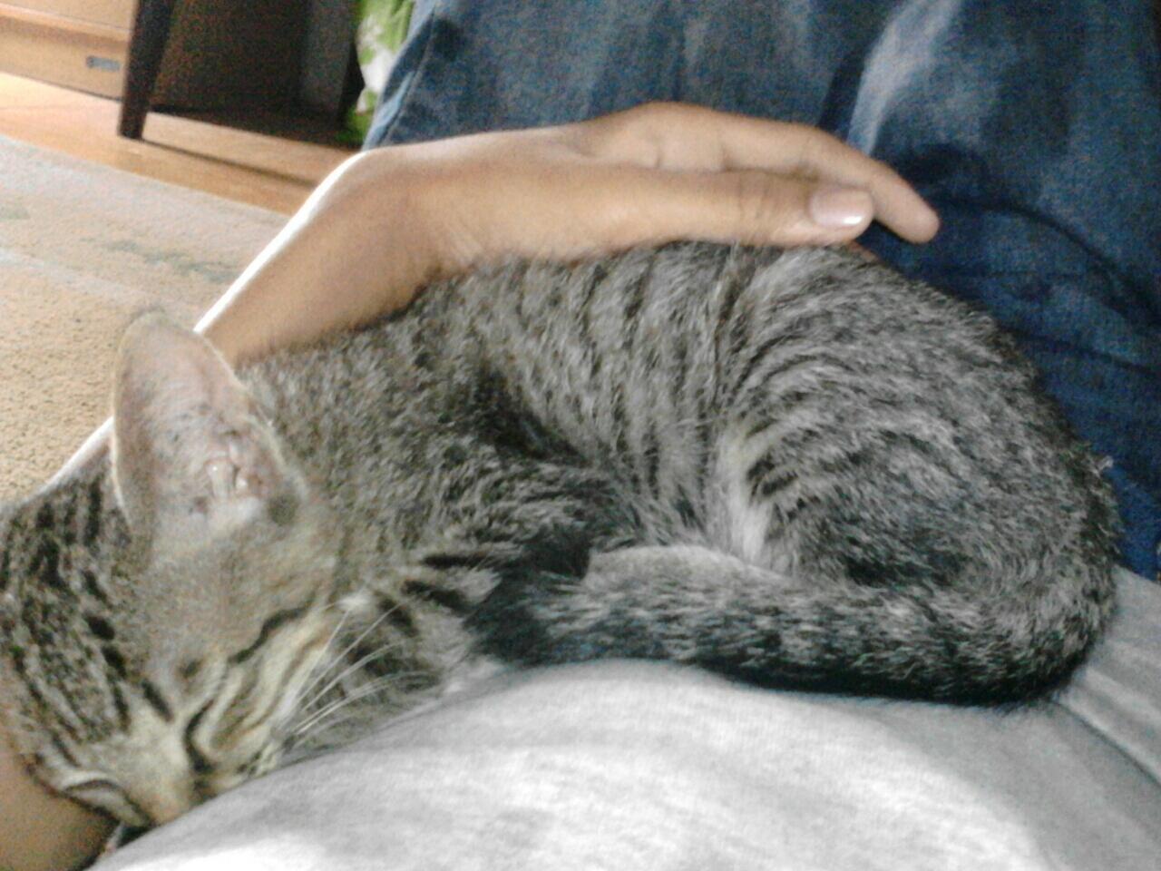Help Para Pecinta Kucing